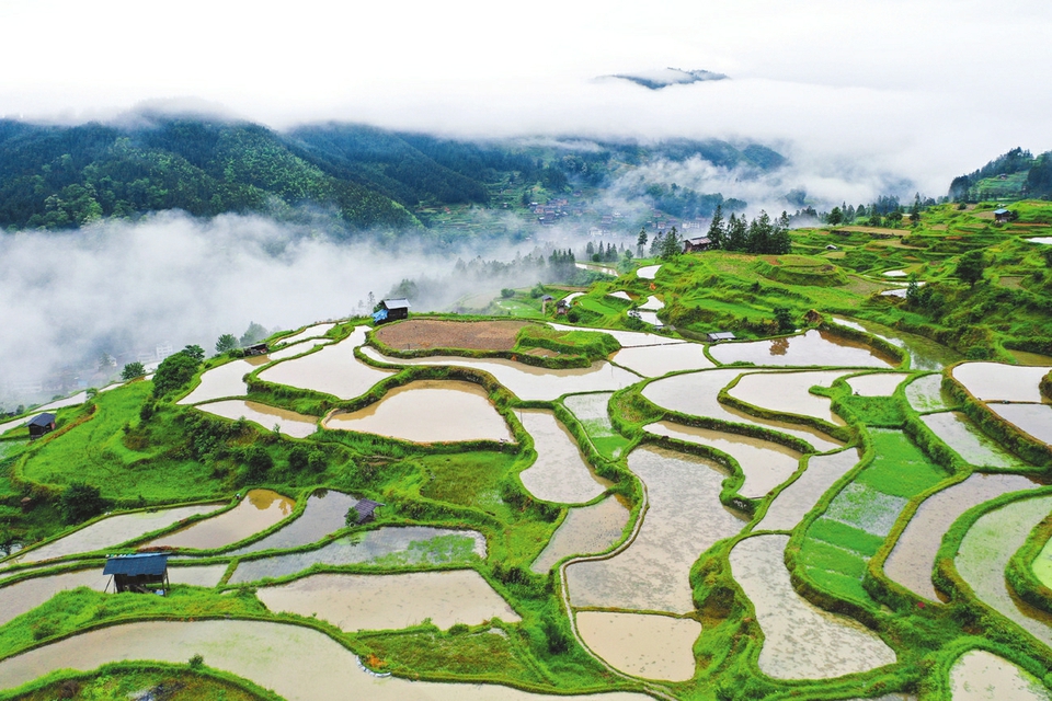 图为5月19日拍摄的贵州省黎平县尚重镇洋洞村梯田(无人机照片).